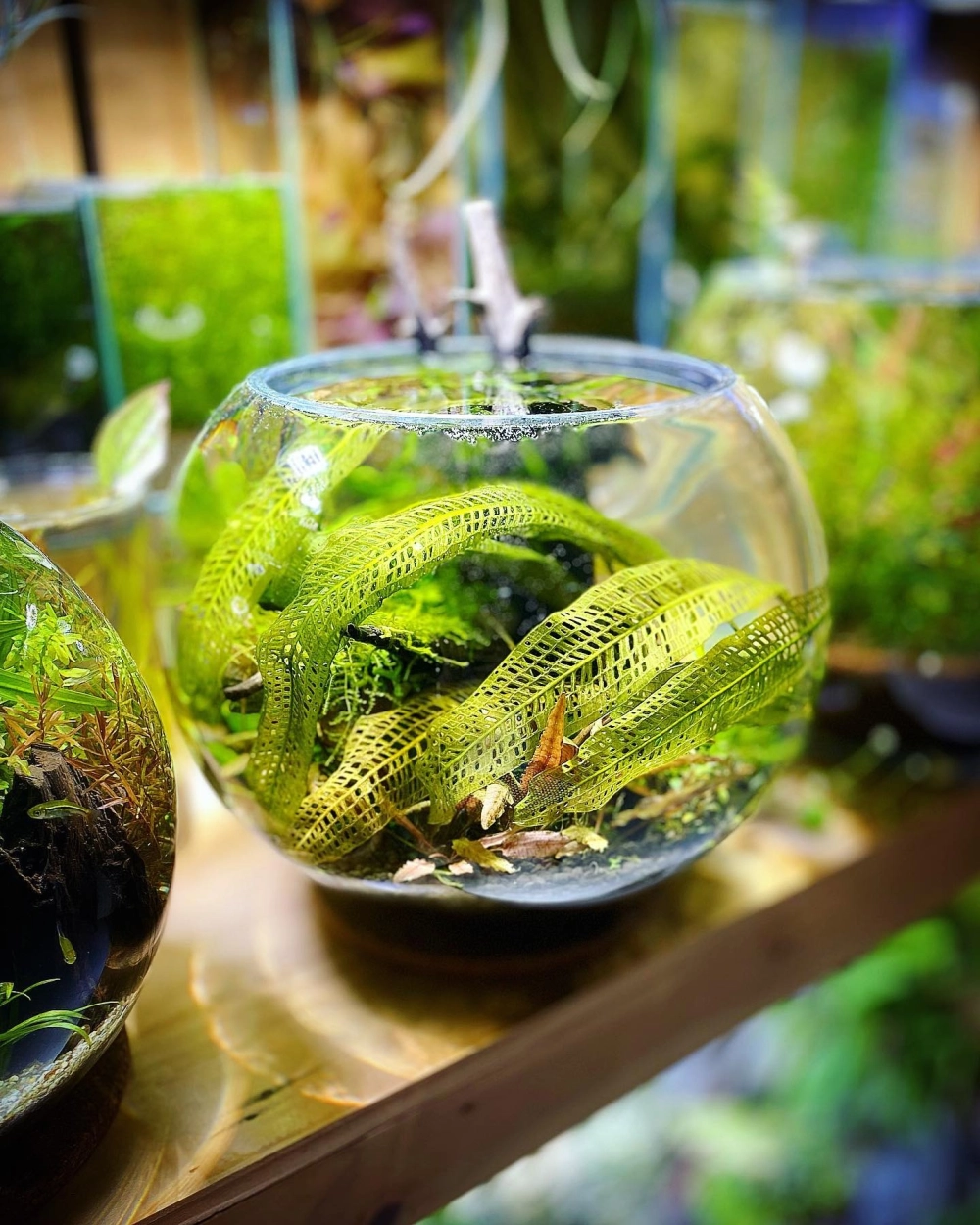 Bể cá hình cầu đặt trên bàn làm việc hiện đại