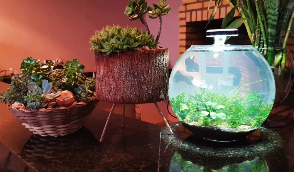 Cách sắp xếp sỏi màu cho bể cá hình cầu thêm sinh động