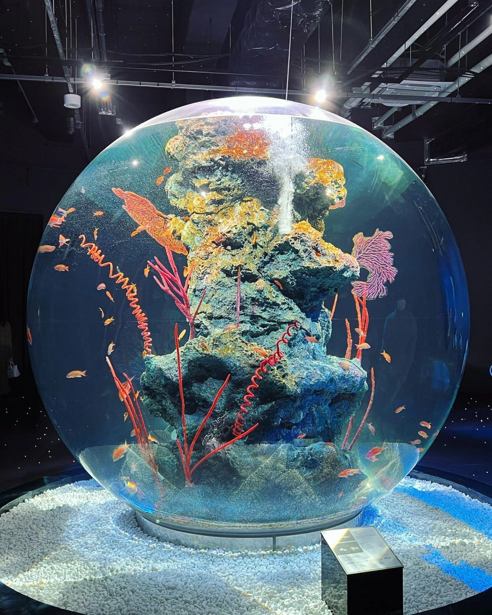 Bể cá tròn kết hợp cây không khí phía trên