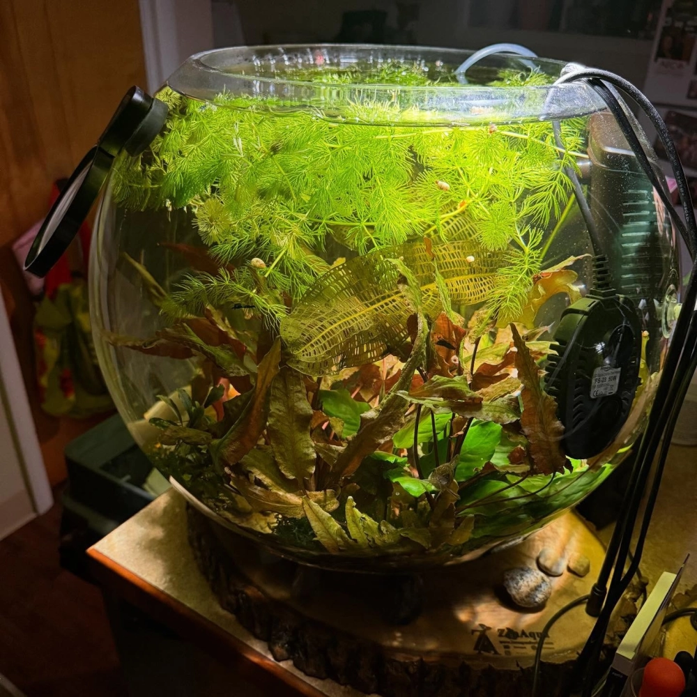 Sử dụng lũa mini trang trí bể cá hình cầu