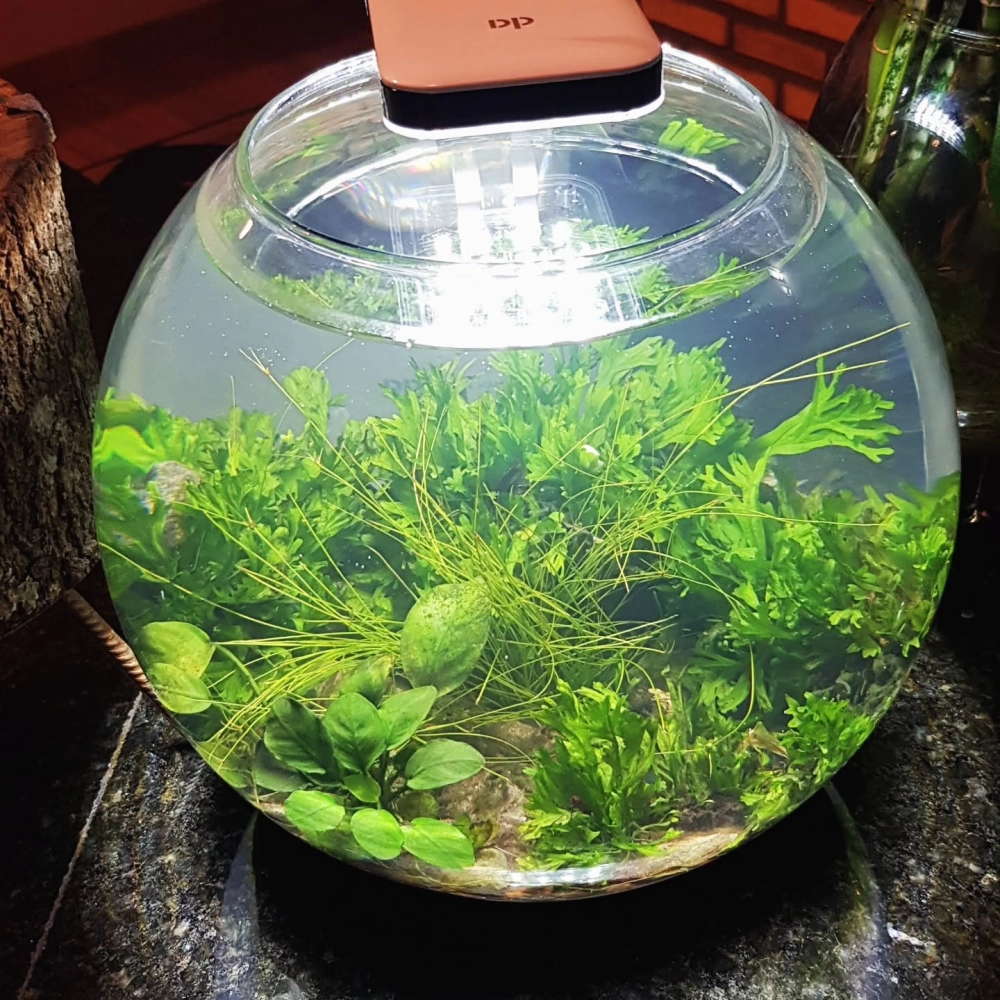 Ý tưởng decor bể cá tròn cho quán cà phê