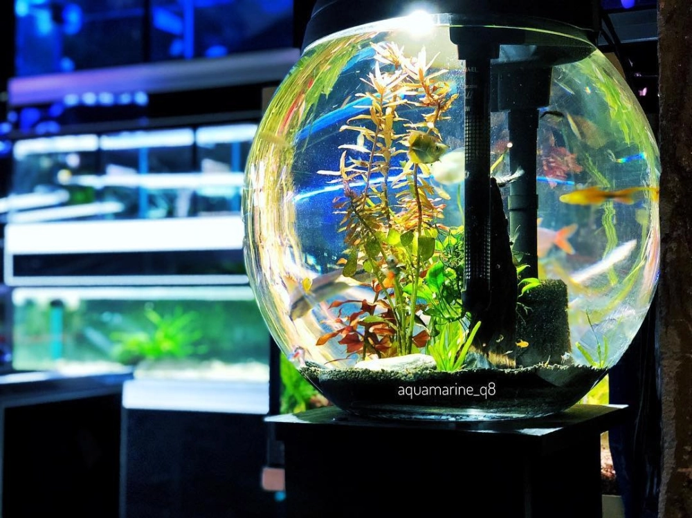 Mẫu bể cá mini với thảm cỏ xanh mướt