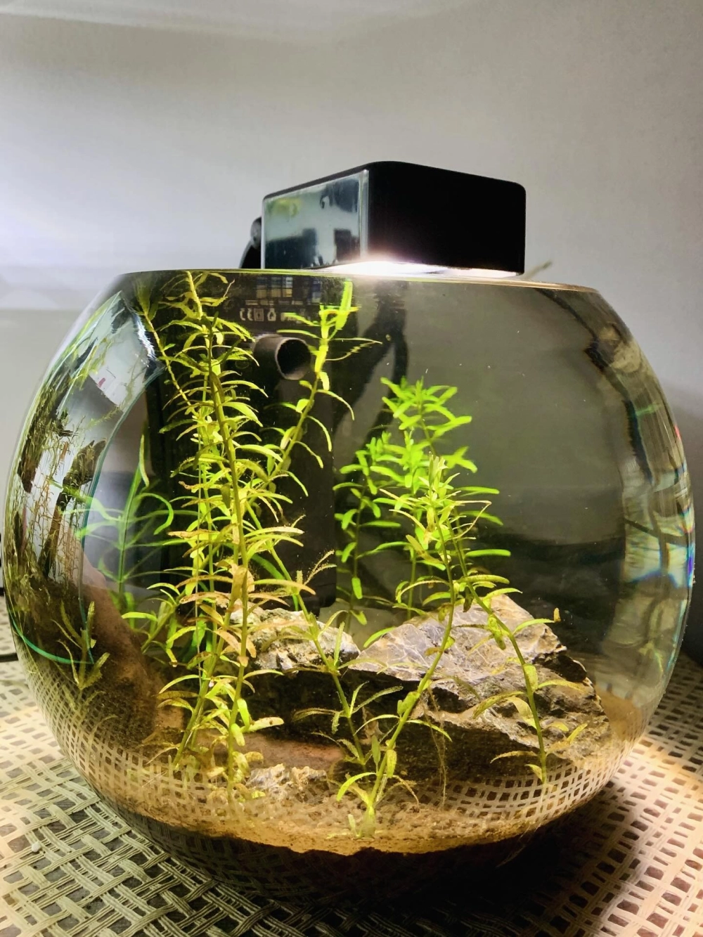 Bố cục thủy sinh đơn giản trong bình thủy tinh tròn