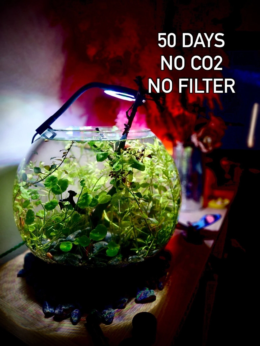 Góc thư giãn với bể cá tròn và sách