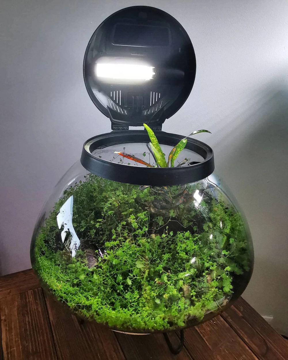 Sử dụng rêu xanh tạo điểm nhấn cho bể cá mini