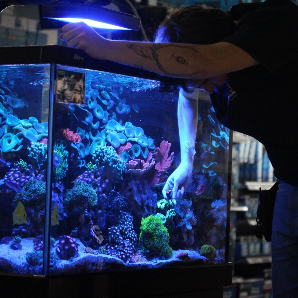 Cách phối hợp cát nắng vàng trong trang trí bể cá