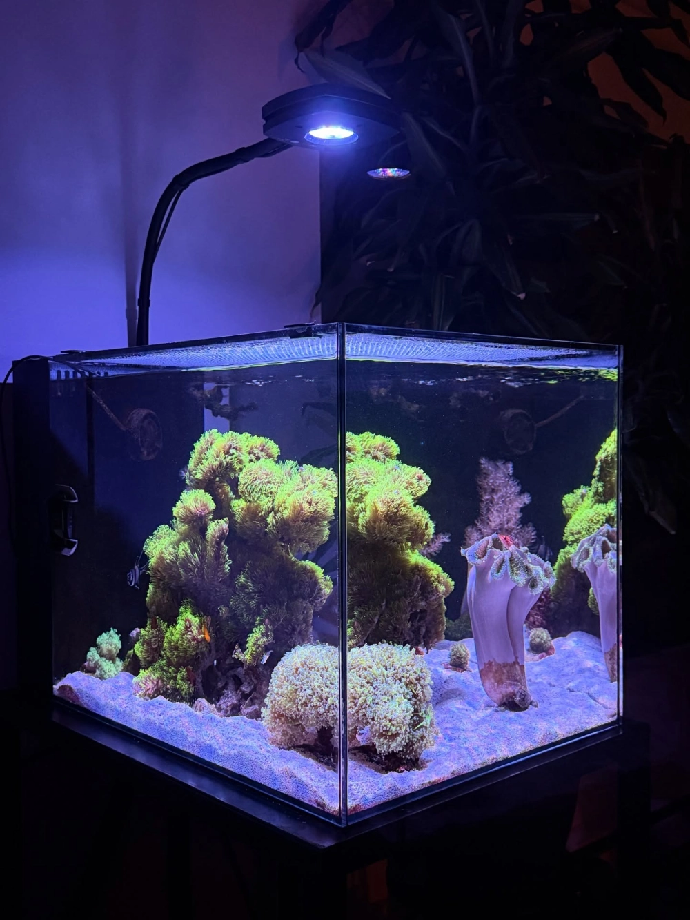 Bể cá trang trí phong cách suối rừng chân thực