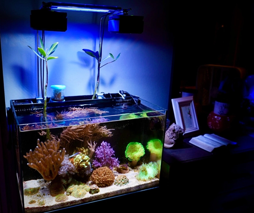 Phong cách trang trí bể cá Hà Lan với nhiều loại cây màu sắc