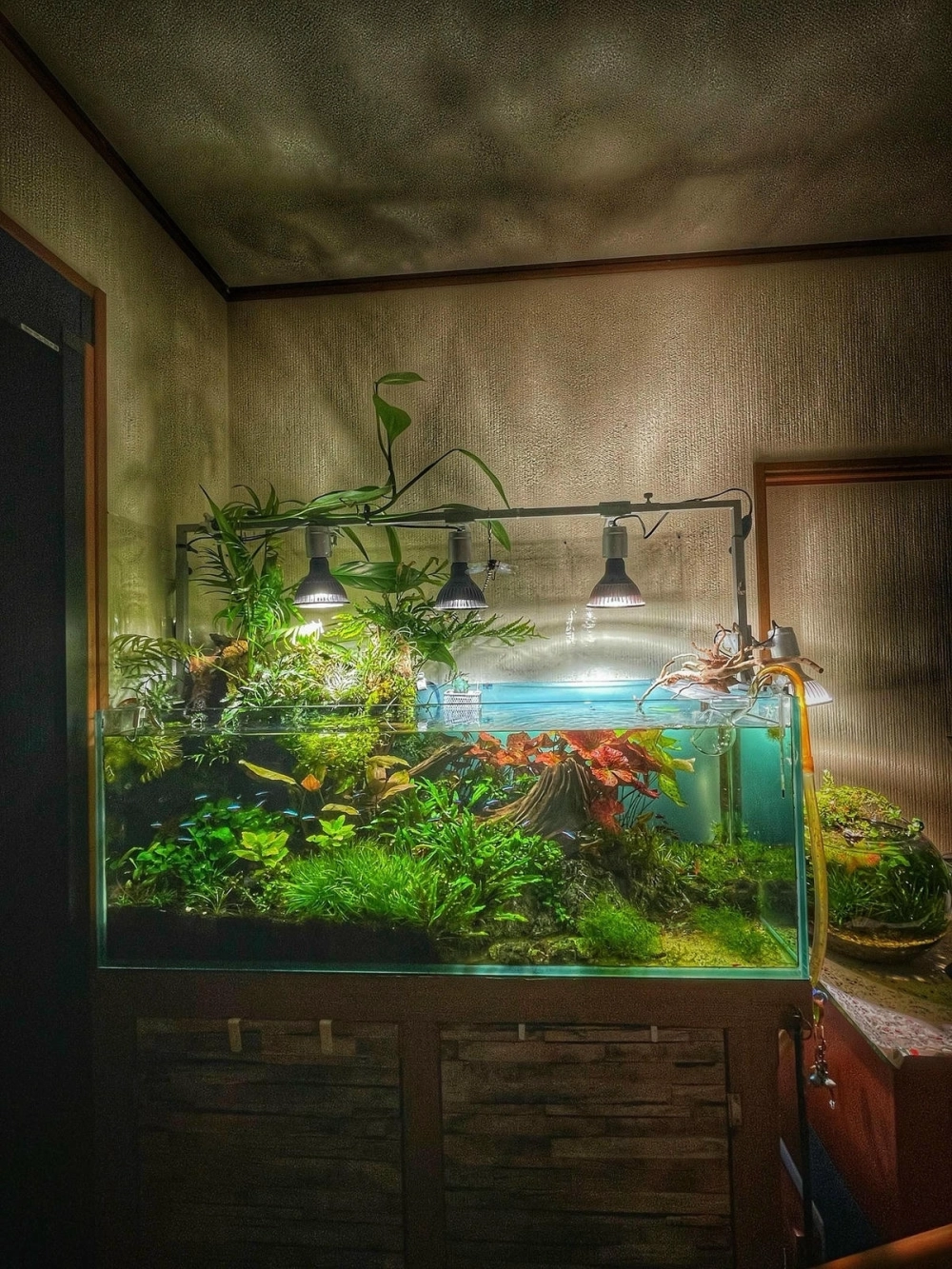 Sự kết hợp giữa cây thủy sinh và cá neon trong bể dài