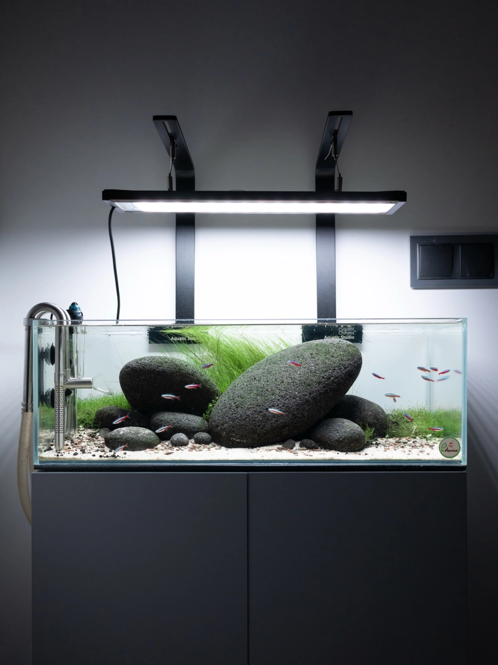 Cách chọn cây hậu cảnh cho bể cá hình chữ nhật dài