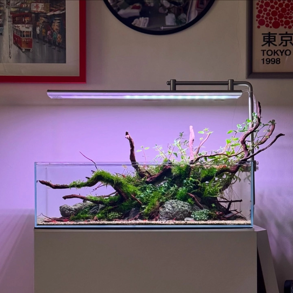 Bố cục tam giác độc đáo trong bể cá hình chữ nhật