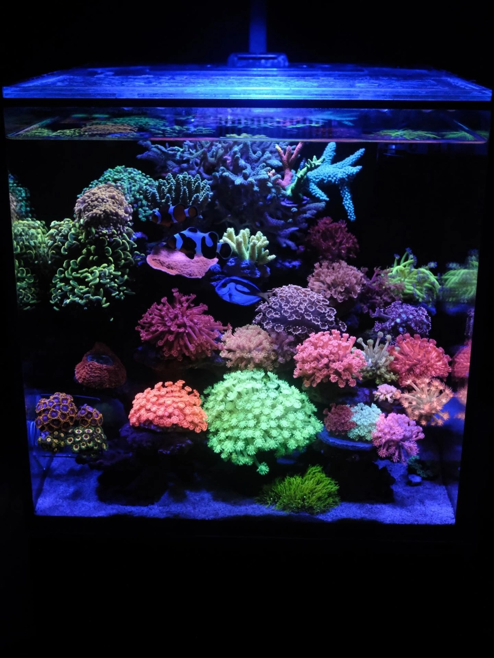 Mẫu bể cá đẹp với hệ thống đèn led chuyên dụng