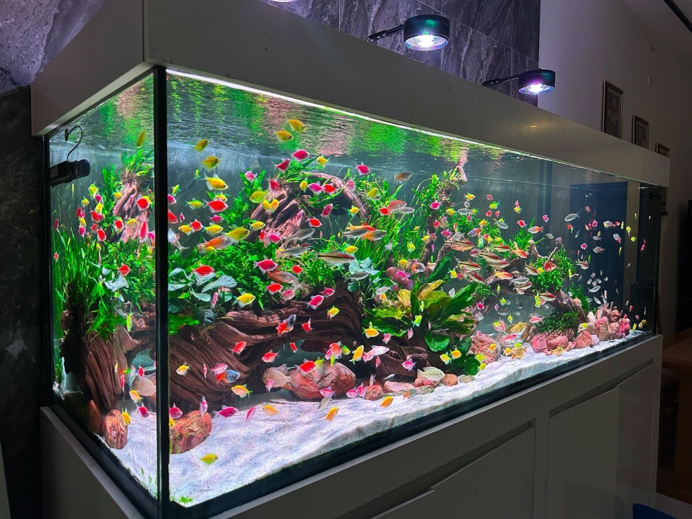 Trang trí bể cá với phong cách núi đá hùng vĩ