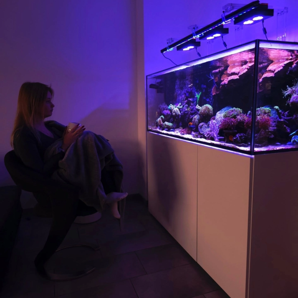 Bể thủy sinh hình chữ nhật đặt tại phòng khách sang trọng