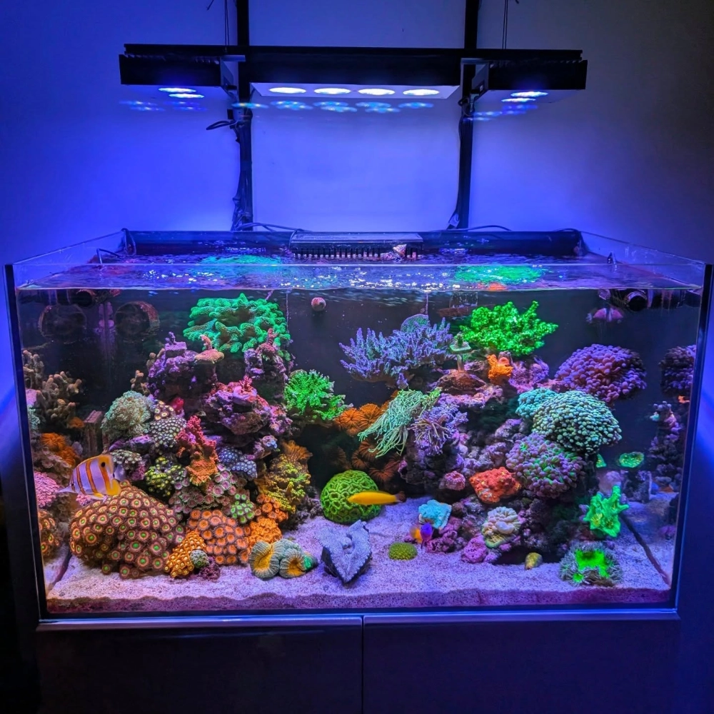 Trang trí bể cá cảnh với layout đá Iwagumi tối giản