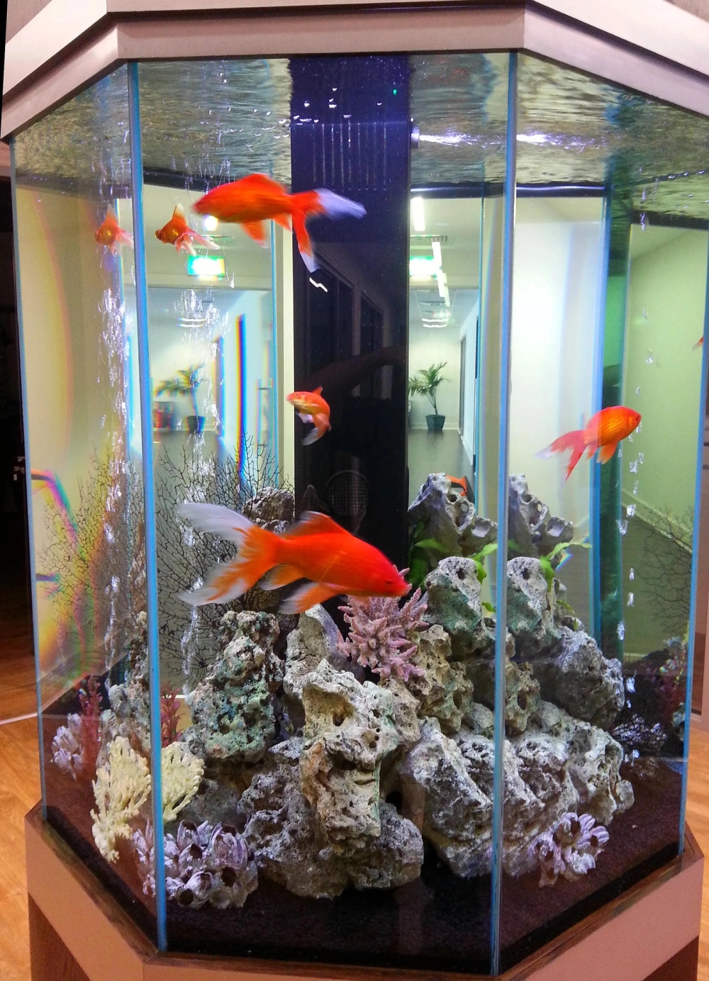 Cá neon bơi lội trong bể thủy sinh lục giác xanh mướt