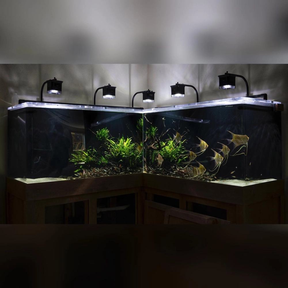 Cách sắp xếp cây thủy sinh hậu cảnh cho bể cá dáng tam giác