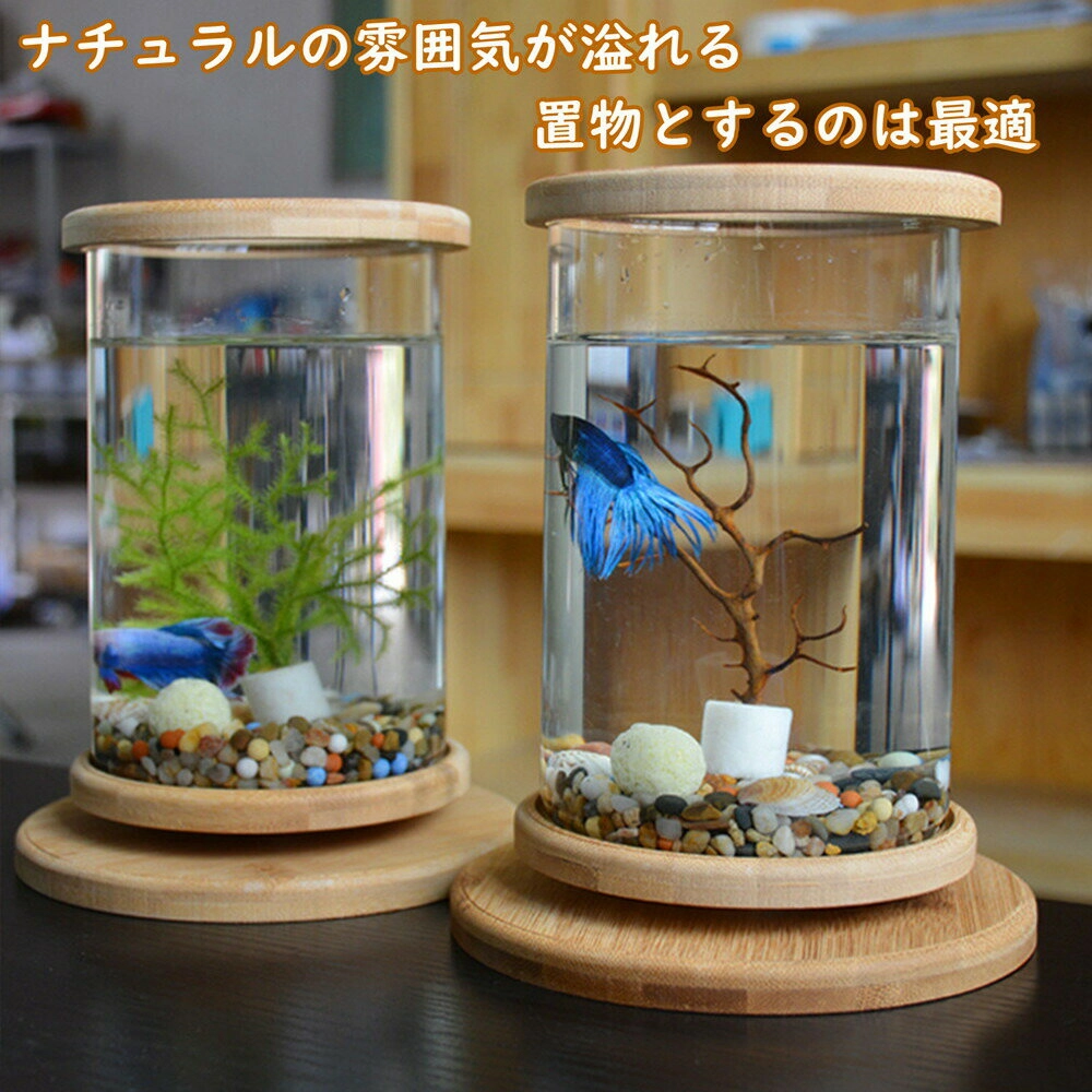 Bể cá hình trụ nuôi cá vàng theo phong cách truyền thống