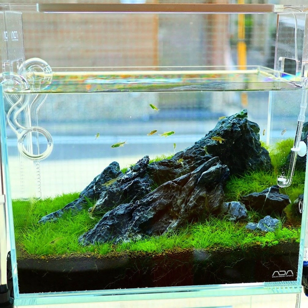 Sử dụng cát trắng tạo cảnh quan biển cho bể cá mini