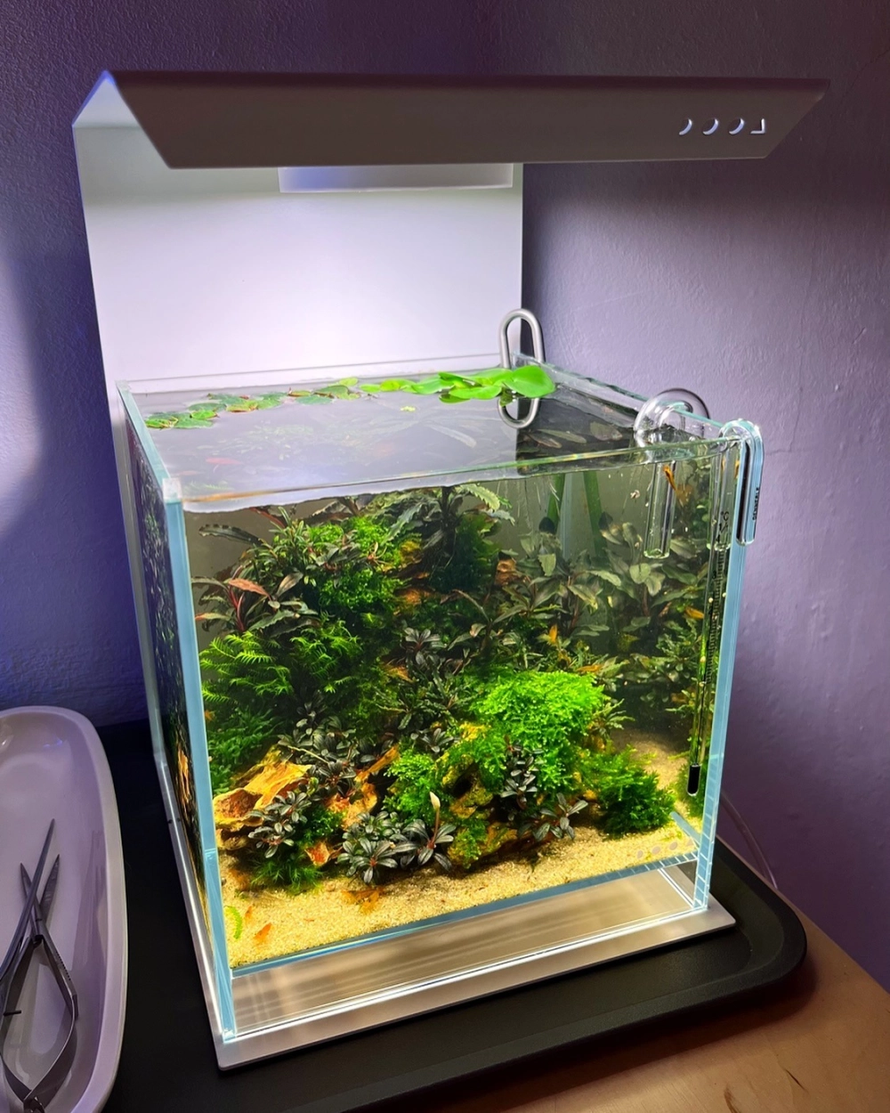 Hồ thủy sinh mini phong cách rừng rậm với dương xỉ và rêu