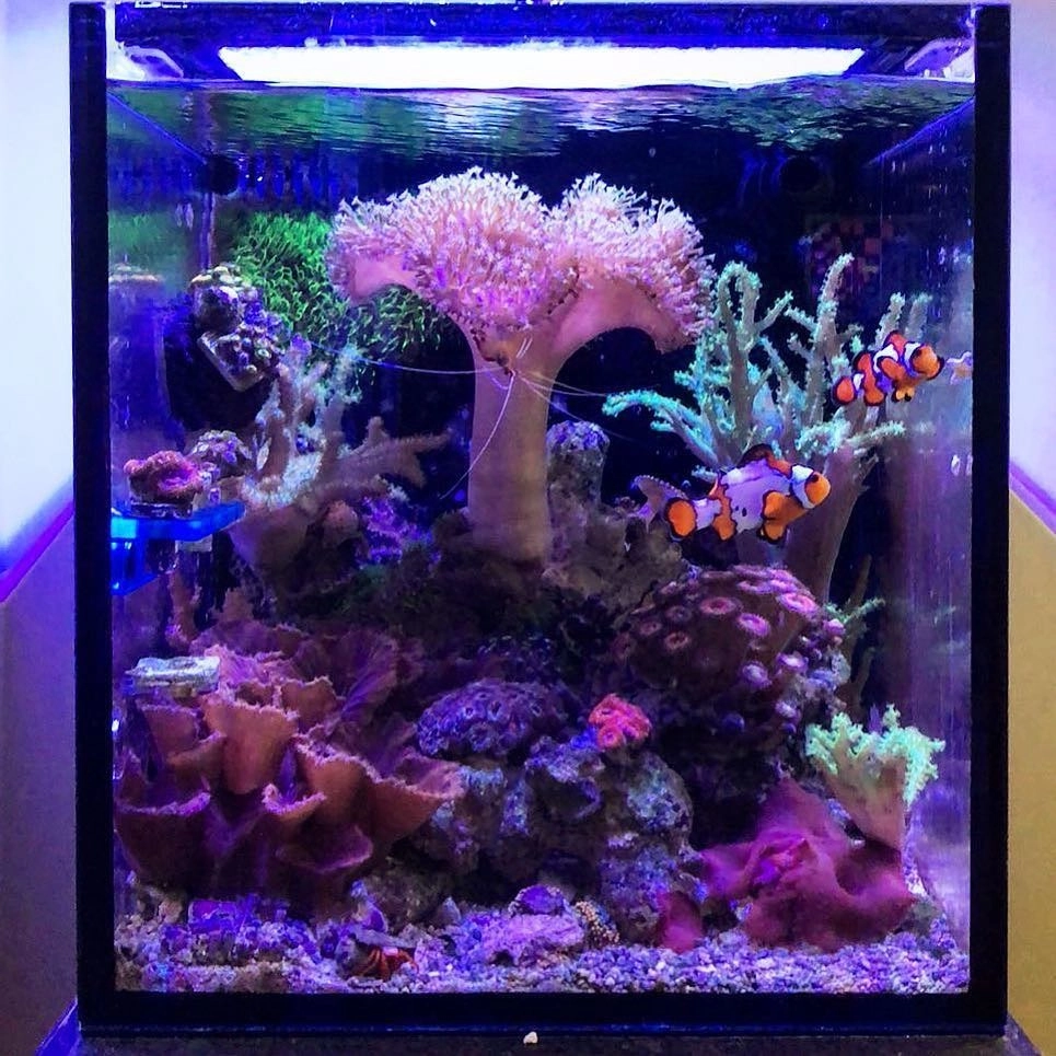 Sử dụng đá cuội trang trí đáy bể cá nhỏ tinh tế