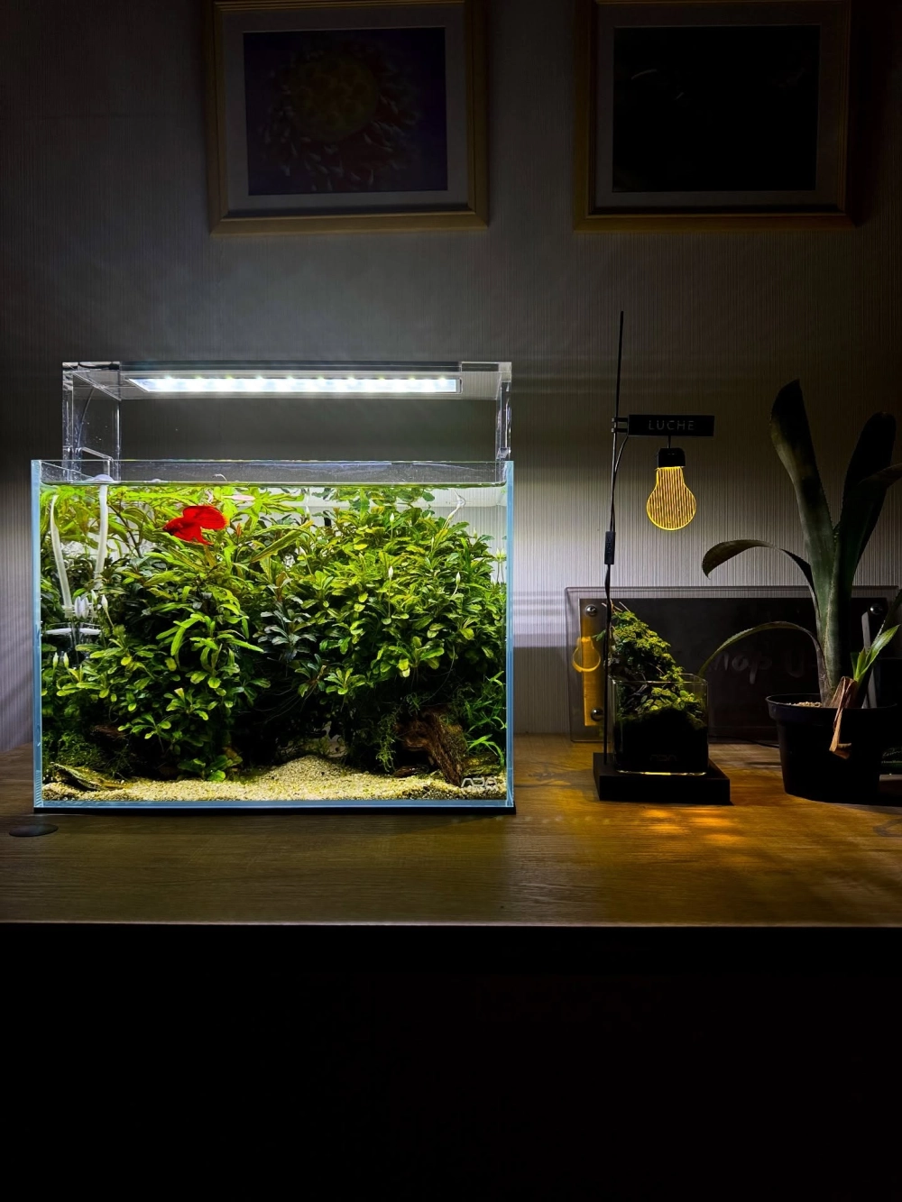 Bố cục bể cá mini dạng tròn nuôi cá vàng xinh xắn