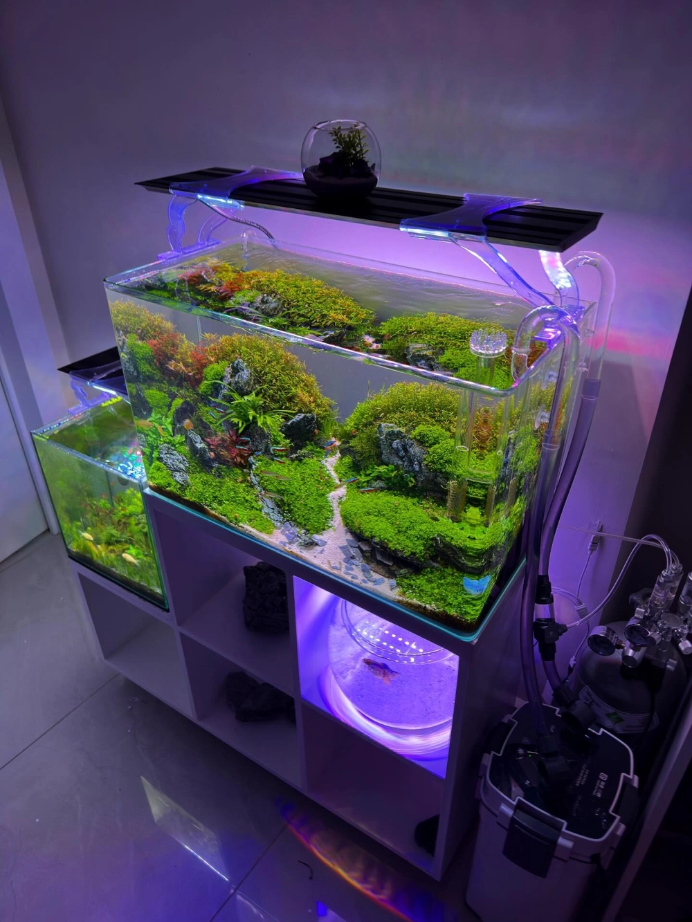 Cận cảnh đàn cá neon bơi lội trong bể kính nhỏ