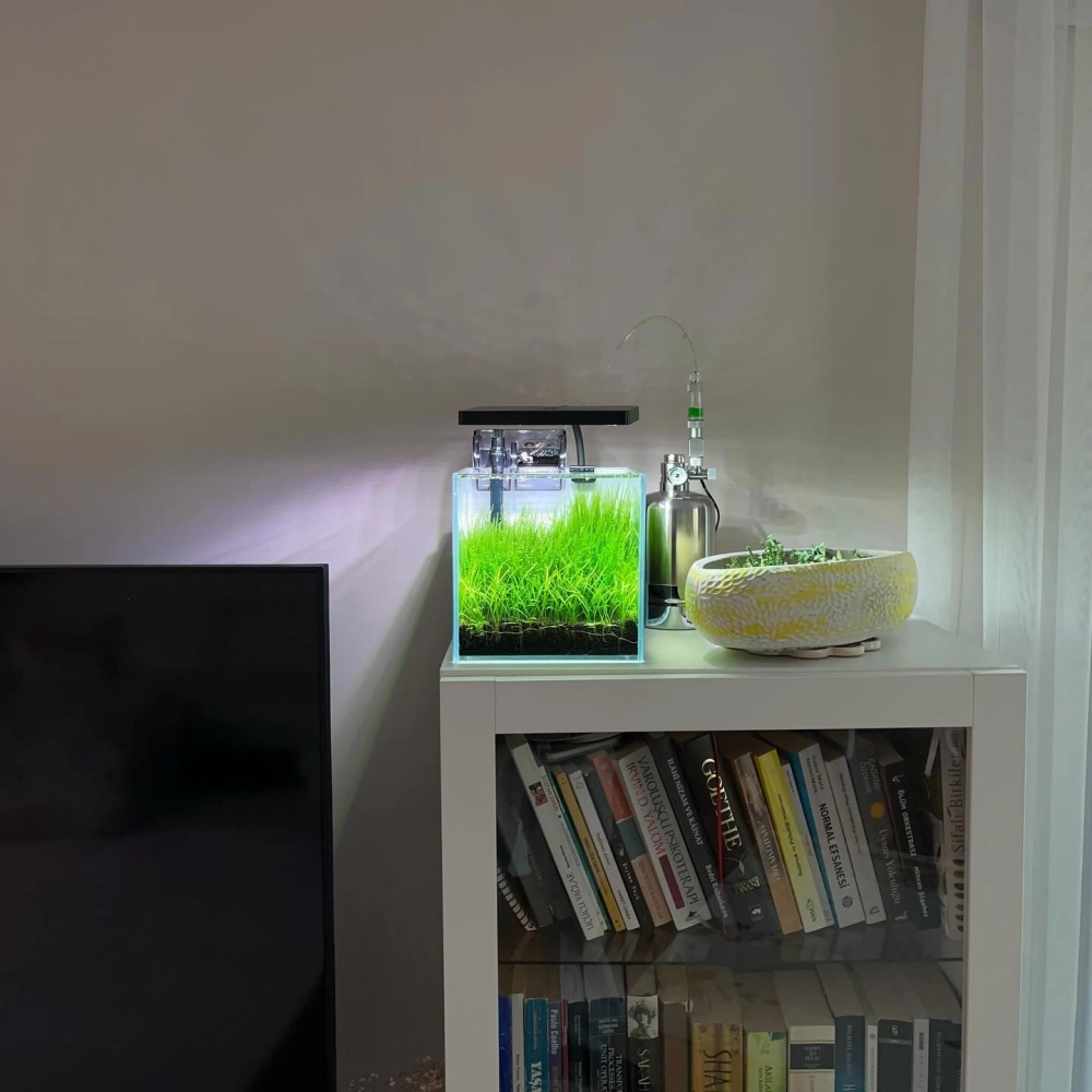 Góc làm việc cực chill với hệ thống hồ cá nhỏ xanh mướt