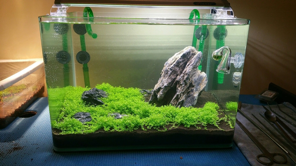 Hệ thống lọc thùng kín đáo cho bể thủy sinh Iwagumi sang trọng