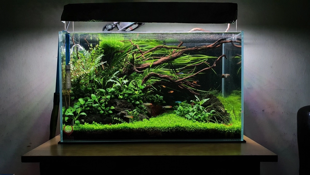 Cách phối hợp rêu và cỏ trong decor bể cá phong cách Iwagumi