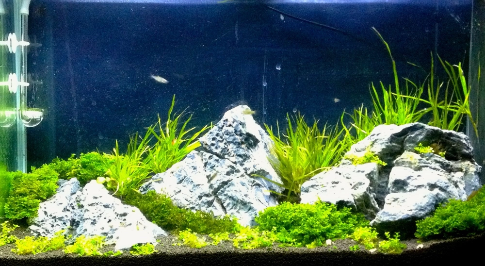 Mẫu bể cá Iwagumi nhỏ gọn cho căn hộ chung cư hiện đại