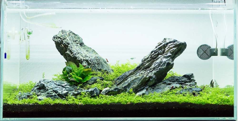 Sử dụng đá Dragon trang trí bể cá cảnh phong cách thiên nhiên