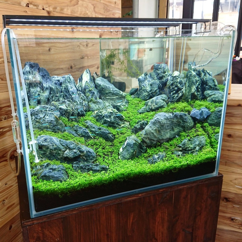 Sự kết hợp hoàn hảo giữa đá và nước trong nghệ thuật Iwagumi