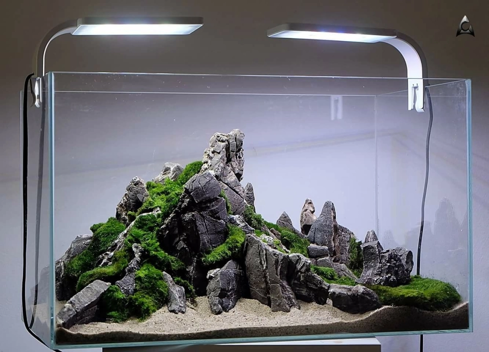 Hướng dẫn chọn cá phù hợp cho bể thủy sinh phong cách đá