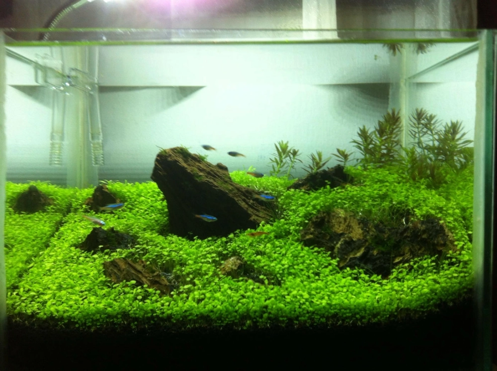 Cận cảnh viên đá phụ Soishi tạo sự cân bằng cho bố cục bể cá