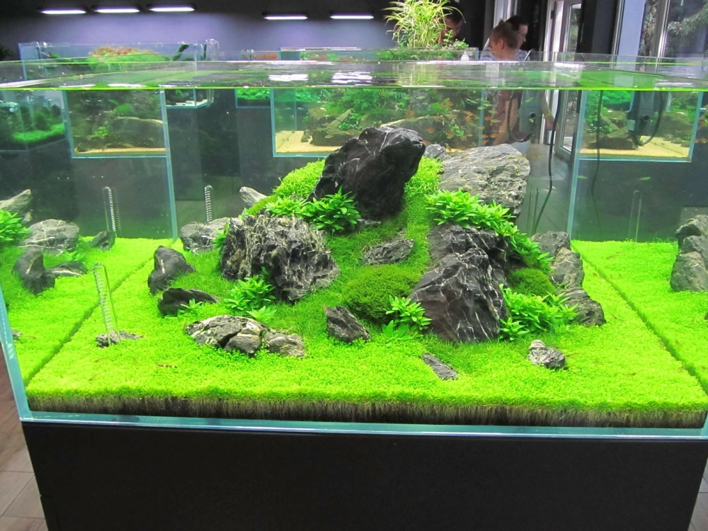 Vẻ đẹp tĩnh lặng của bể cá phong cách Iwagumi vào buổi tối