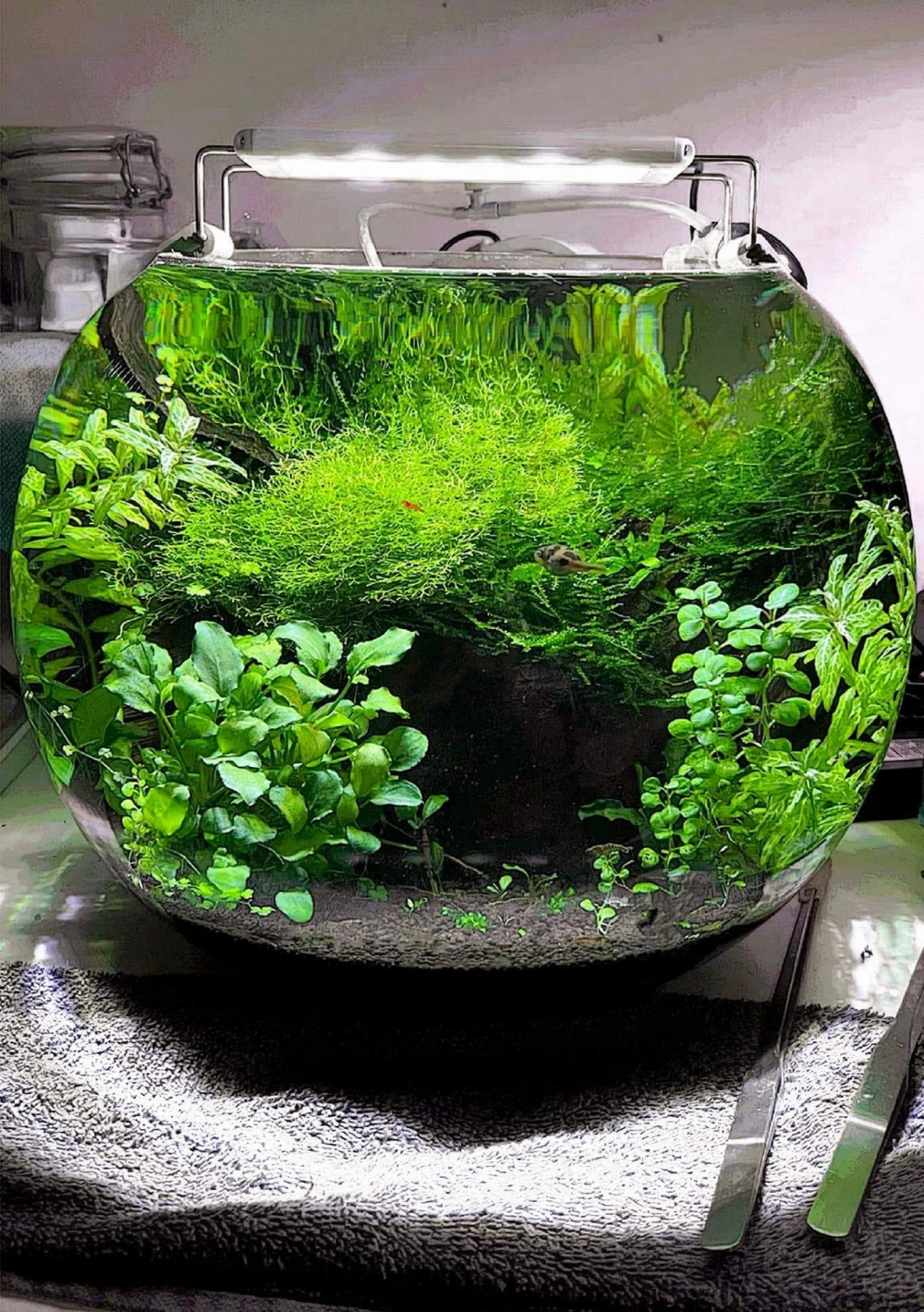 Bể cá tròn trang trí bằng tượng gốm mini độc đáo