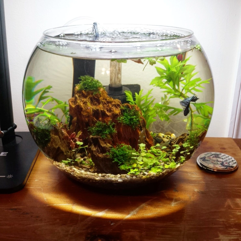 Bể thủy sinh tròn có đèn led chiếu sáng rực rỡ