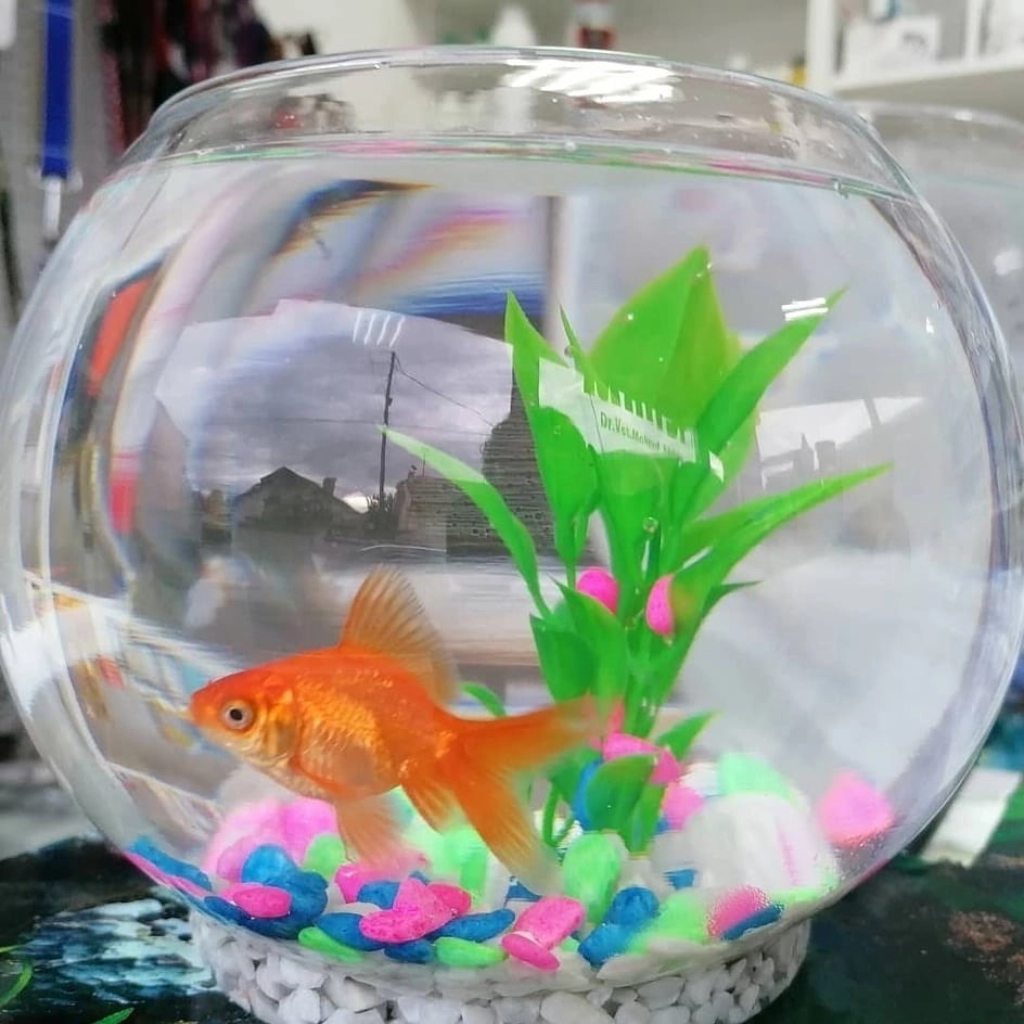 Mẫu bể cá tròn nuôi cá vàng với sỏi đa sắc
