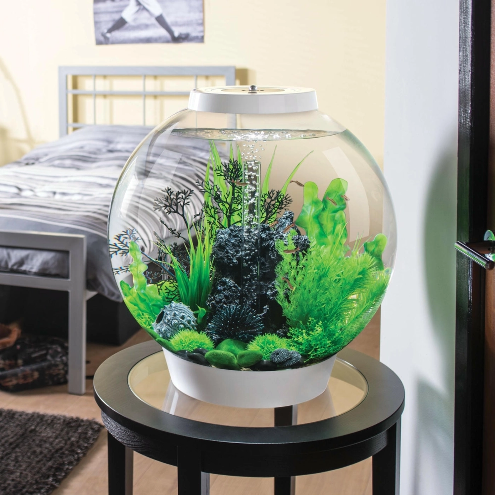 Hệ sinh thái mini xanh mướt bên trong bình thủy tinh tròn