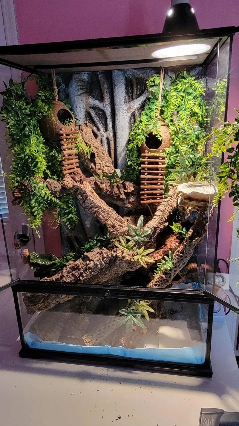 Các loại rêu làm Terrarium xanh