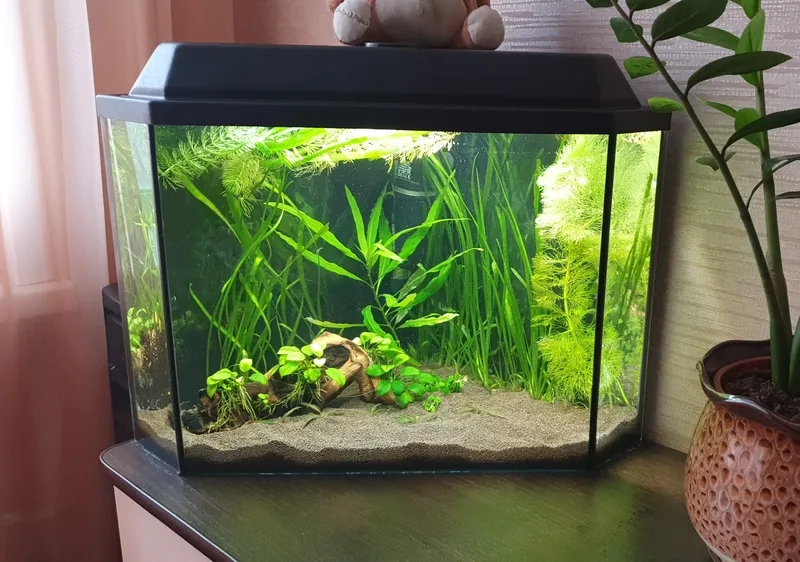 Chọn mẫu lũa cho bể 40cm đẹp