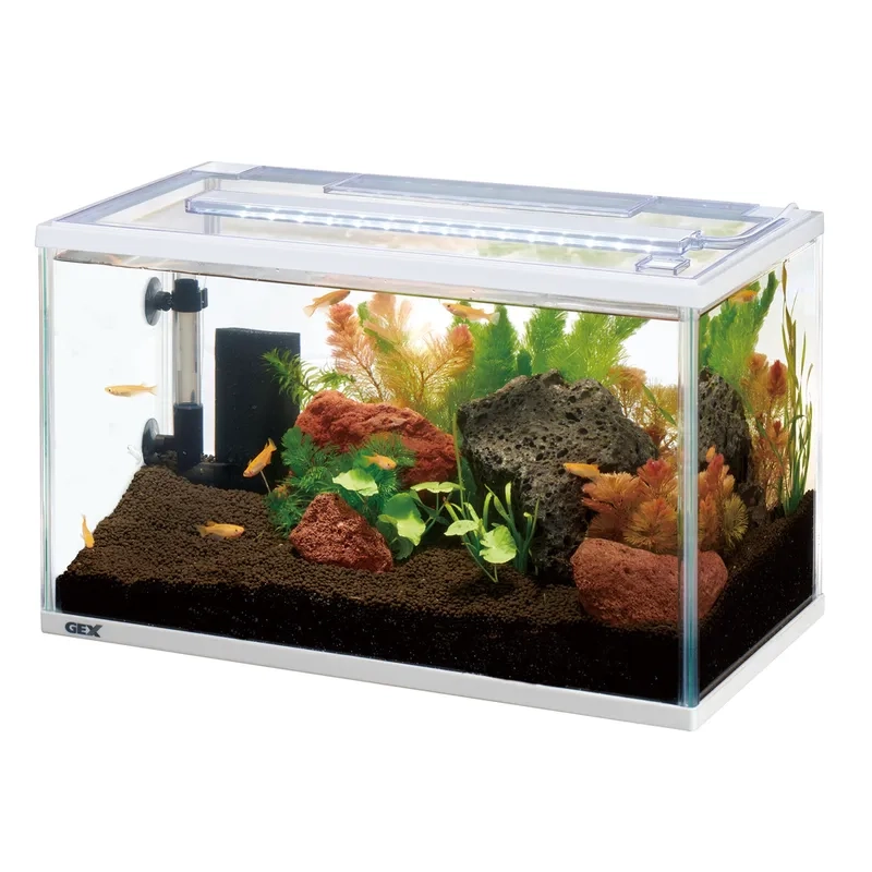 Thiết kế bố cục bể 40cm nghệ thuật