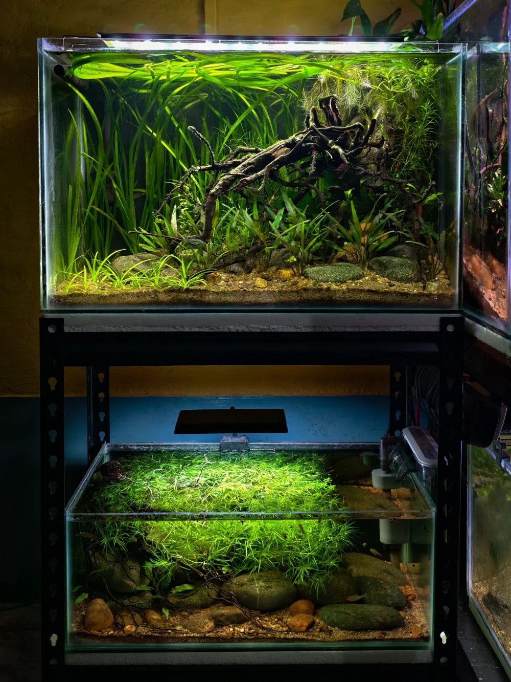 Bể cá phong thủy đặt phòng khách không dùng thiết bị phức tạp