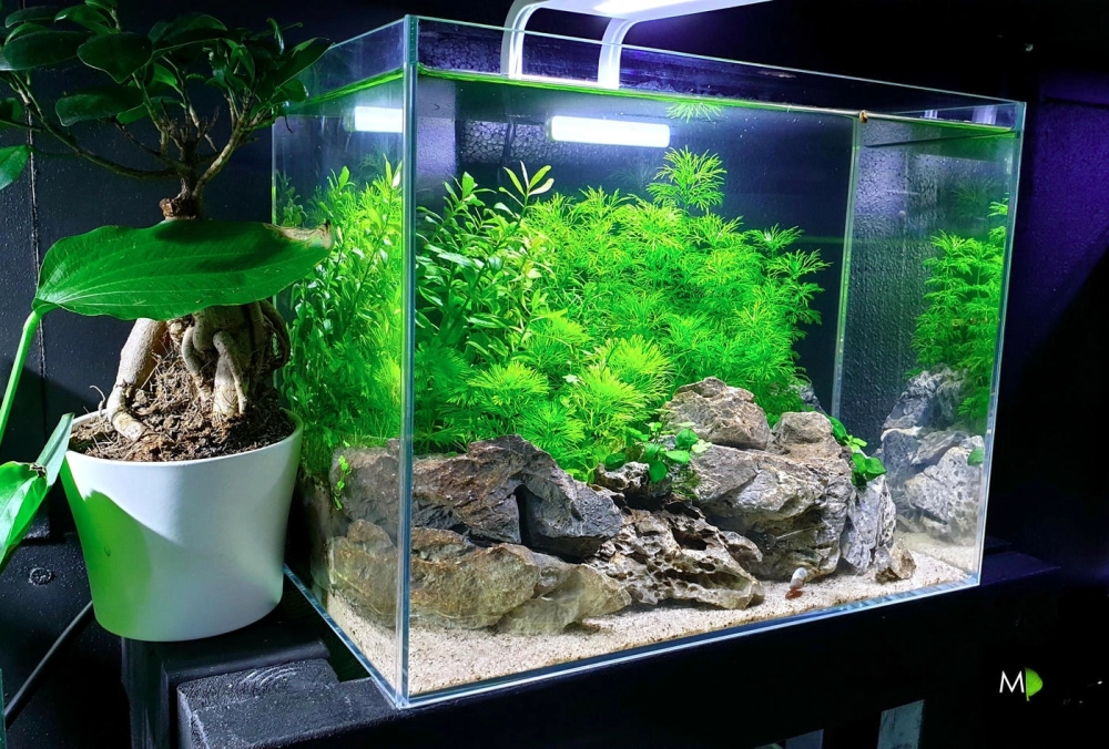 Cách sắp xếp bố cục lũa cho bể cá bền vững