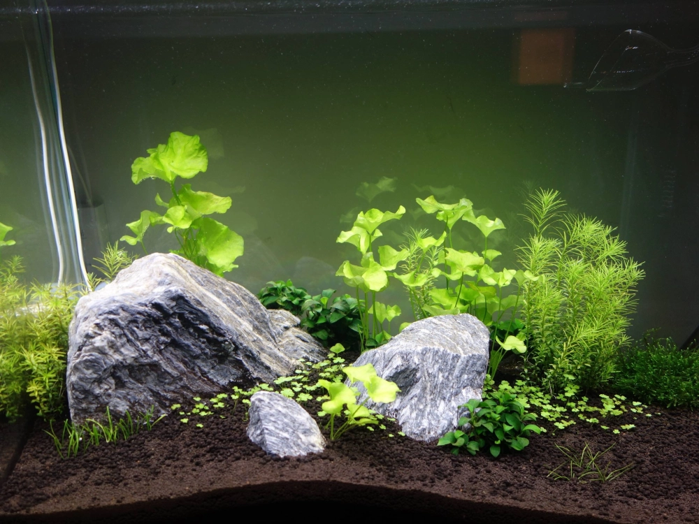 Bể cá mini phong cách tối giản không dùng CO2