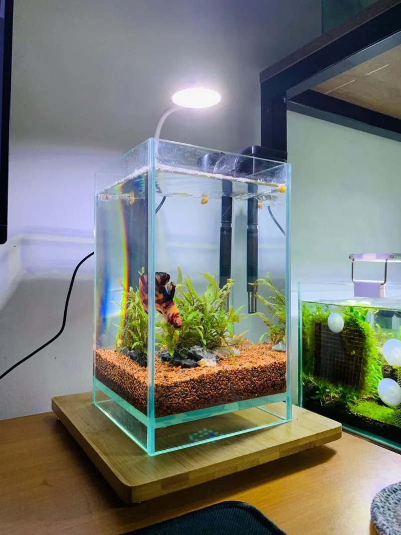 Mua sắm combo bể thủy sinh mini