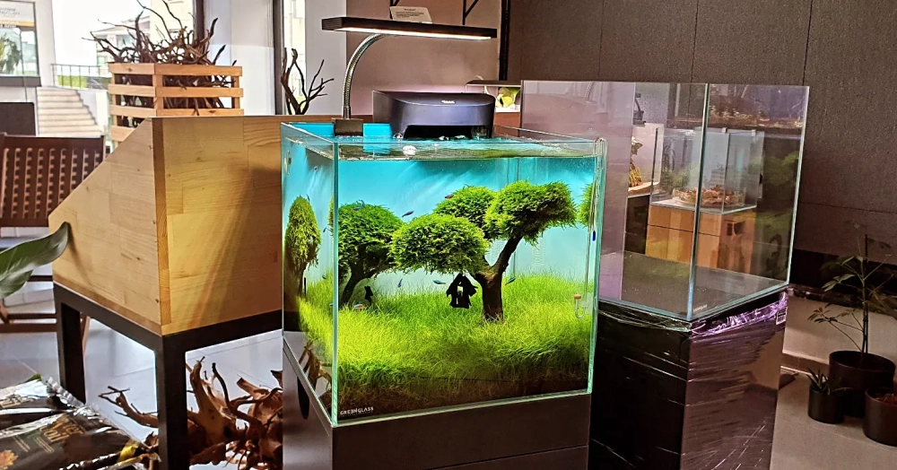 Tép cảnh ăn rêu hại trong bể thủy sinh được decor đẹp