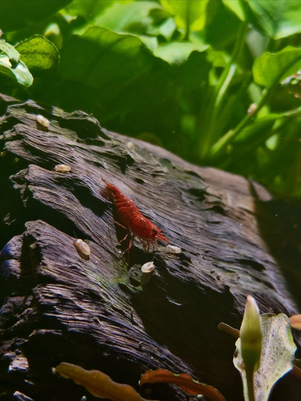 Bể thủy sinh nuôi tép cảnh phong cách bonsai độc đáo