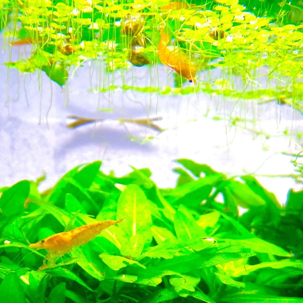 Tép cảnh rực rỡ trên nền sỏi đen huyền bí